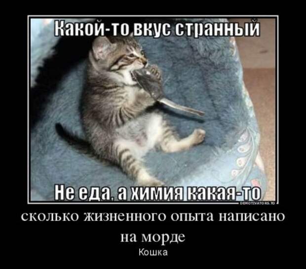 Демотиваторы, наши прикольные цитаты.