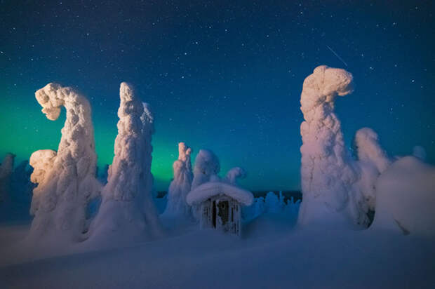 Огромные деревья, покрытые льдом и снегом.