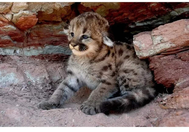 Маленькие большие кошки Большие кошки, Милота, Детеныш, Хищник, Животные, Дикие животные, Лев, Леопард, Гепард, Тигр, Пантера, Пума, Снежный барс, Ягуар, Манул, Каракал, Рысь, Фотография, Длиннопост