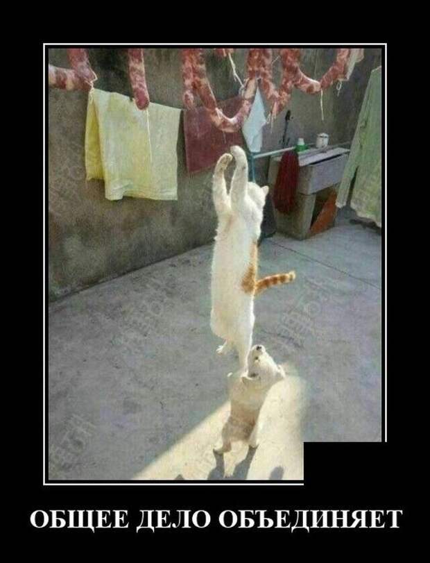 demotivatory-demotivator-smeshnye-demotivatory-demotivator-so-smyslom