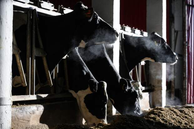 Появились подробности о вспышке опасной болезни в Новосибирской области