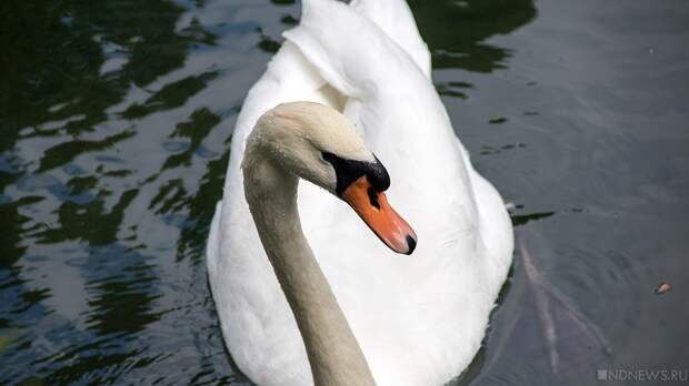 На Южный Урал возвращаются перелетные птицы