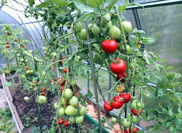 Red and green tomatoes ripening on the bush in a greenhouse of transparent polycarbonate