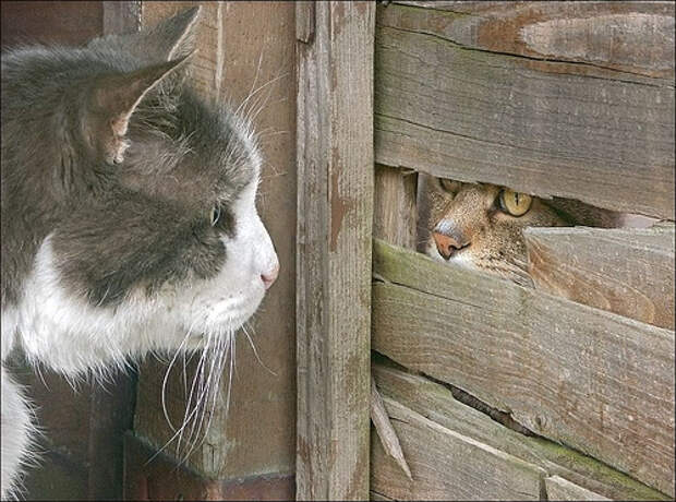 Тайные кошачьи встречи. Фото