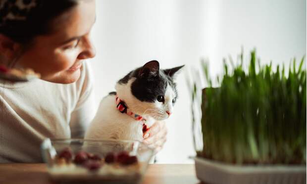 Это разобьет сердце: что чувствует кошка, когда ее отдают другим хозяевам