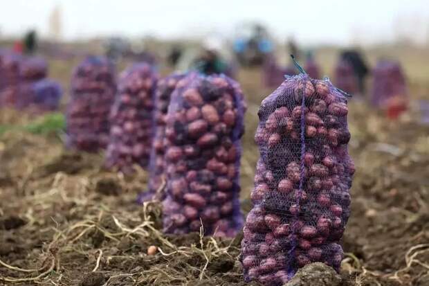 Урожай астраханских овощей продолжает бить рекорды