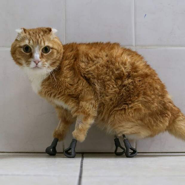 4 милых фото кота Рыжика, который ходит на лапках-протезах