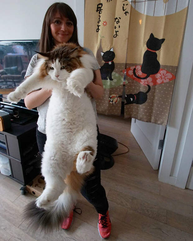 Этот кот огромен и совершенно неотразим!