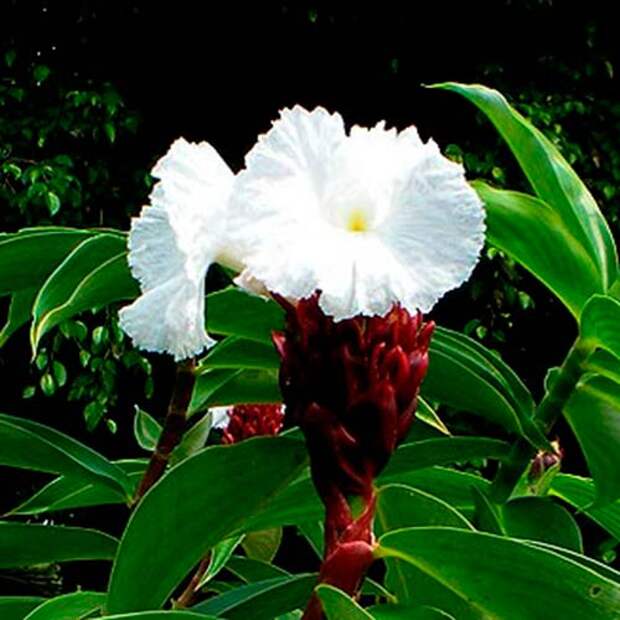 Комнатное растение Костус (Costus)