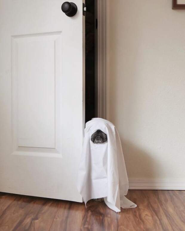 Костюм на Хэллоуин готов, я буду привидением.