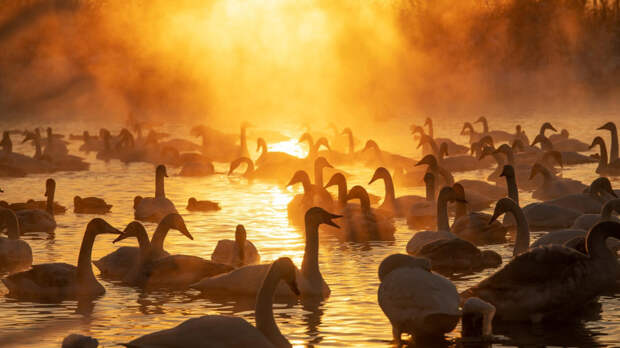 Захватывающее дух «Лебединое озеро» Сибири на фотографиях
