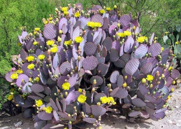 Фиолетовый кактус необычное, природа, удивительное