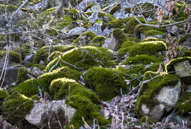 Дачников призвали бороться с мхом