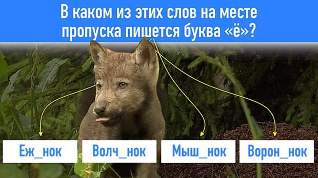 Проверяем, сможете ли вы сдать экзамен по русскому языку: 10 вопросов на грамотность