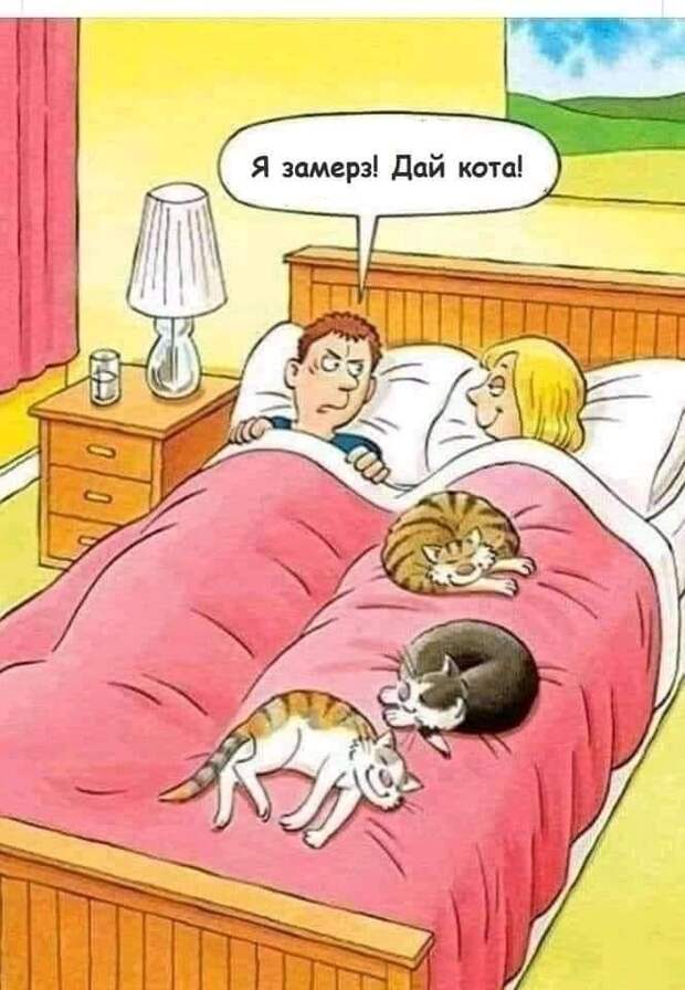 Возможно, это изображение (кот и текст «я замерз! дай кота!»)