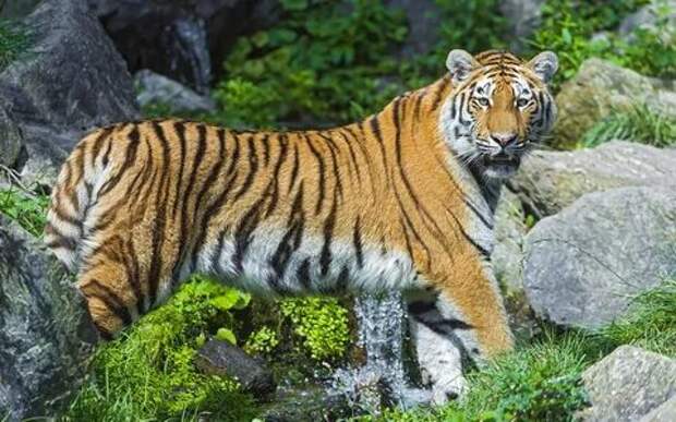 Фото уссурийского тигра.