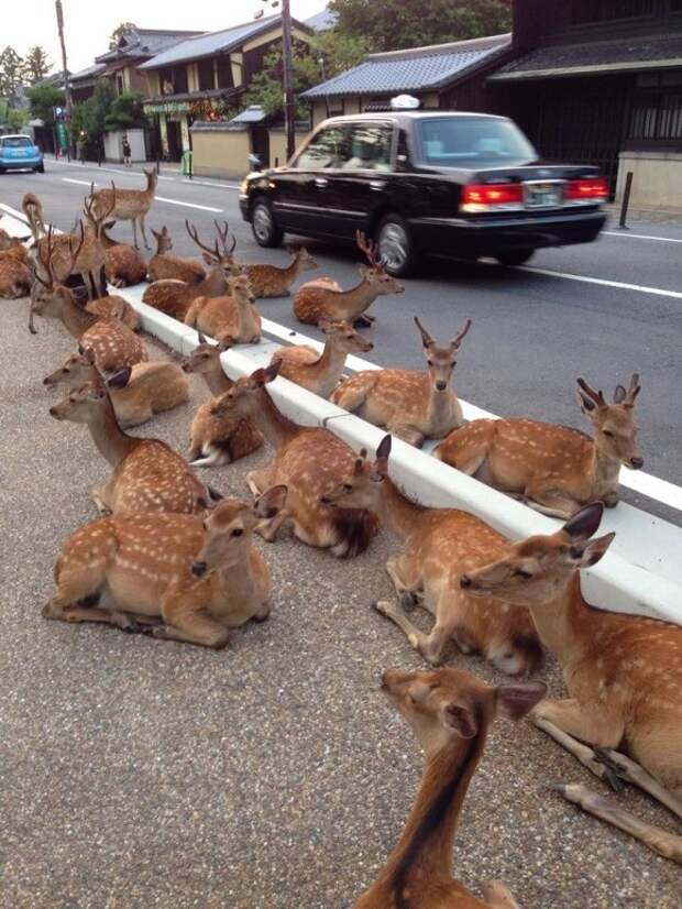 Это был спокойный японский городок, пока его не заполонили сотни оленей