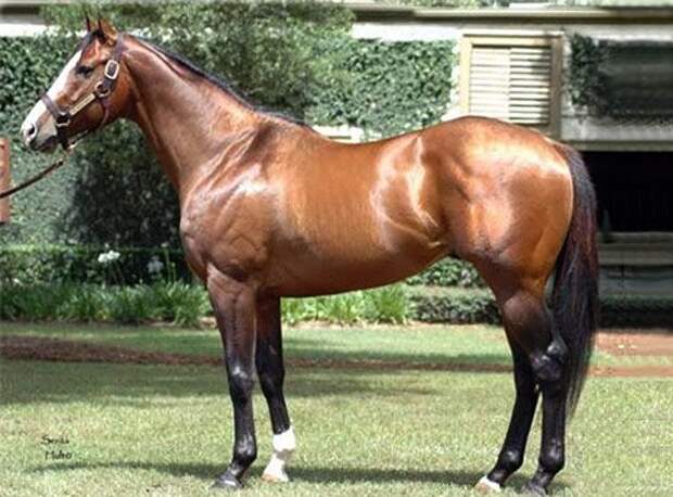horse_the_green_monkey