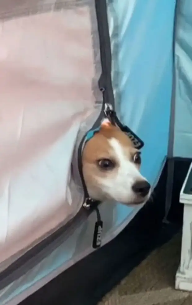 Любопытные носы, которые всегда должны быть в курсе дел хозяина