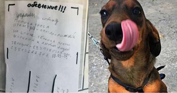 Девочка пишет трогательные объявления о пропаже собаки