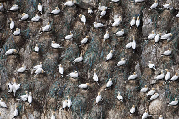 gannets05 Как олуши ловят рыбу у берегов Шетландских островов