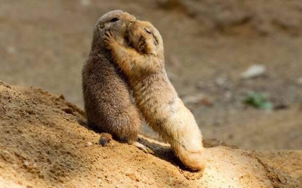 prairie-dog-kiss-e1380734434703