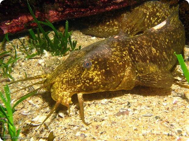 Южноавстралийский угрехвостый сом (лат. Cnidoglanis macrocephalus)