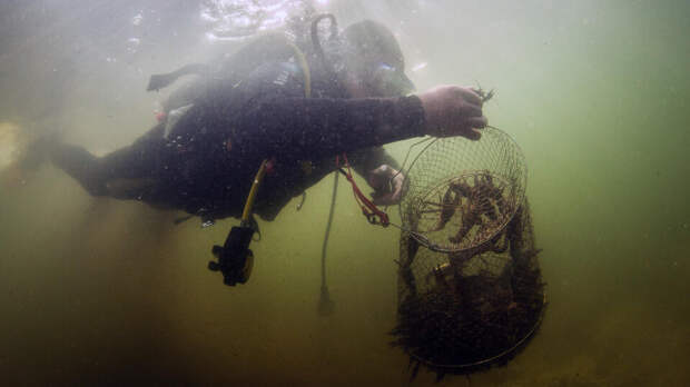 Браконьеров поймали во время подводной охоты в Ростовской области