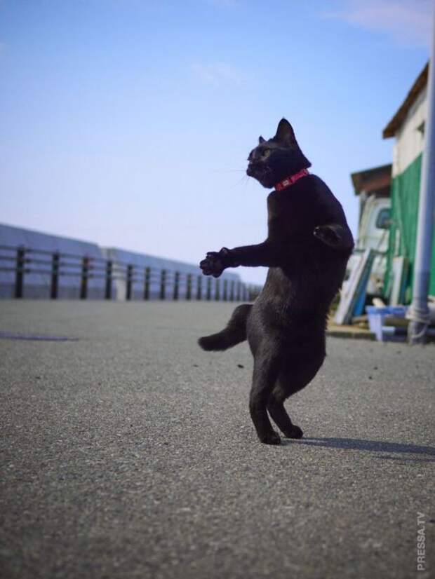 Забавные танцующие кошки