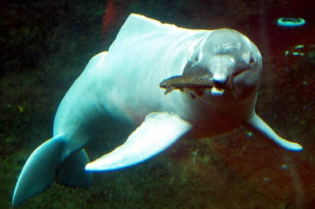 Боту — розовые дельфины Амазонки: хищники с суровой судьбой