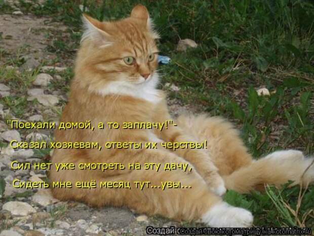 Лучшие котоматрицы недели (50 фото)