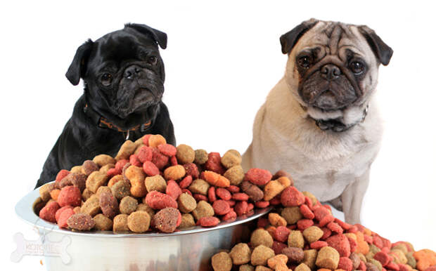 Pets & Food