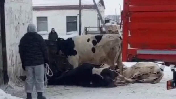 В Новосибирске задержали журналиста, снявшего репортаж об изъятии скота у селян