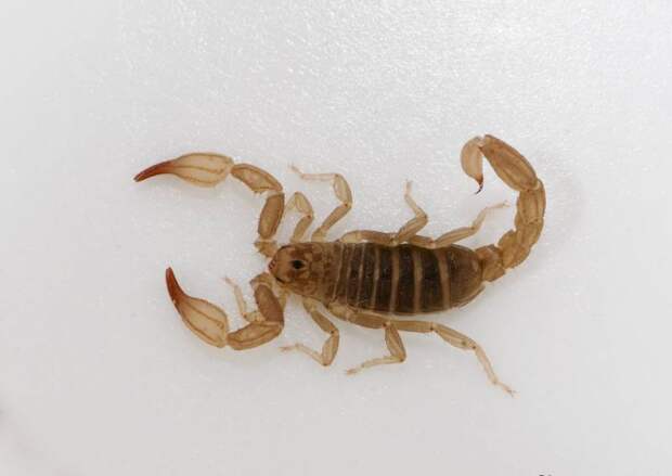 Самый ядовитый скорпион в мире: представители и их особенности