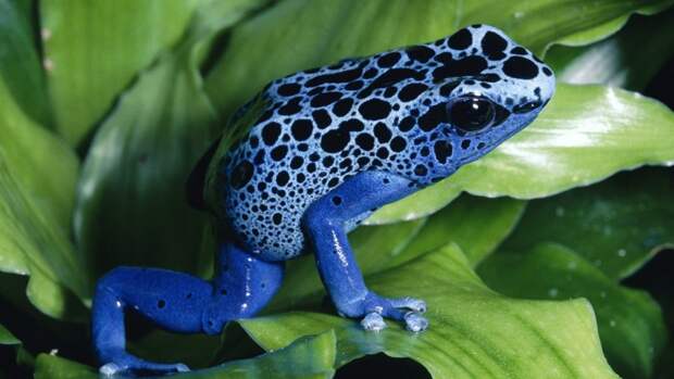 Poisonous Animals