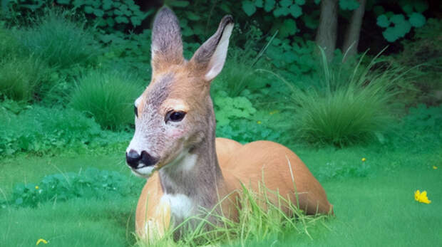 Доброе сердце