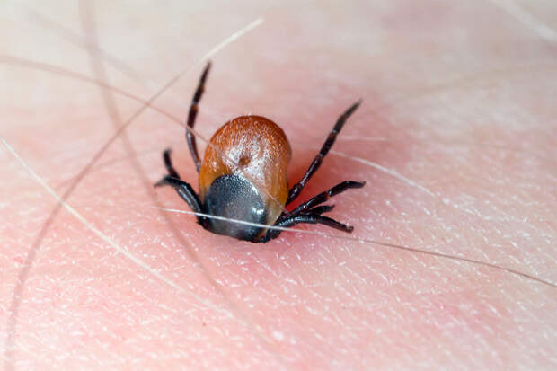 Роспотребнадзор предупредил о невозможности ощутить укус клеща