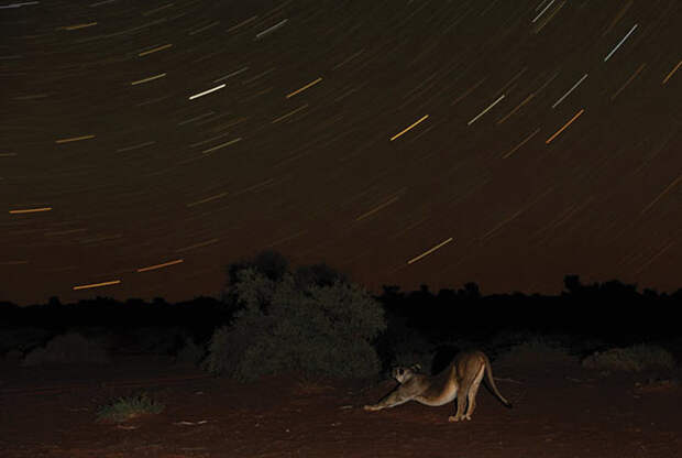 1. Львица распласталась под звездным небом в пустыне Калахари. (HANNES LOCHNER / BARCROFT MEDIA)