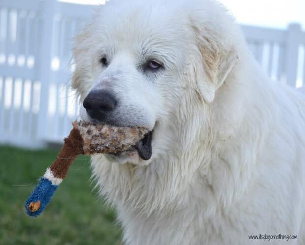 Great Pyrenees