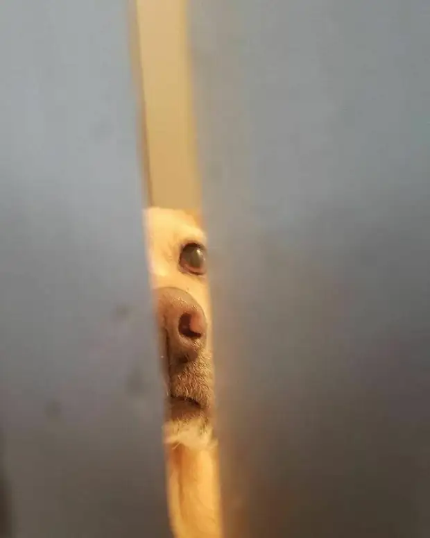 Любопытные носы, которые всегда должны быть в курсе дел хозяина