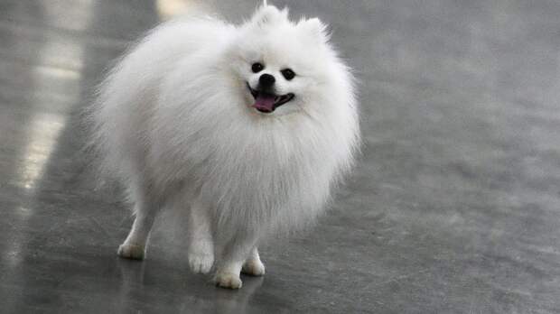 Как выбрать щенка: 5 пород, которые идеально подойдут для квартиры