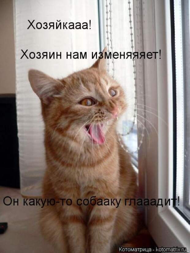 Котоматрицы(картинки с надписями)