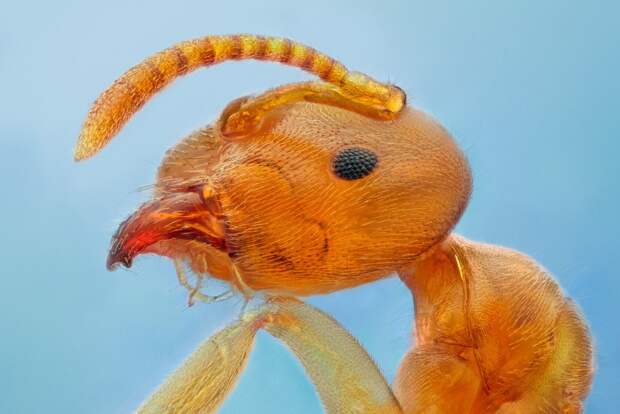 insects44 insects44 Портреты насекомых