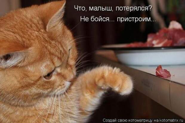 Котоматрицы(картинки с надписями)