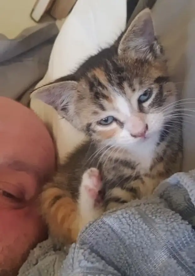 Сонный котенок Уставший котенок