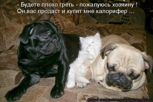 Котоматрицы(картинки с надписями)