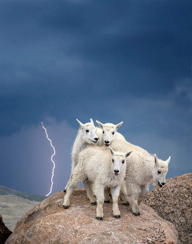 Детеныши горной козы, гора Эванс, Колорадо