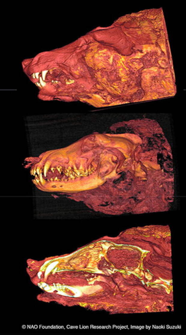 В Якутии в вечной мерзлоте нашли голову плейстоценового волка. Сохранился даже мозг