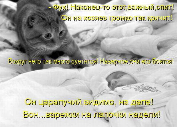 Котоматрицы (50 штук) Котоматрицы (50 штук)