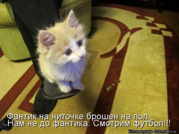 Котоматрицы (картинки с надписями)